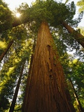 Redwood Tree