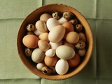 Variety of Eggs in a Bowl