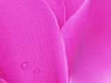 Pink Cyclamen Flower Petals