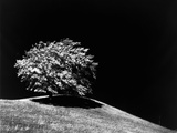 Lone Tree in Sunlight