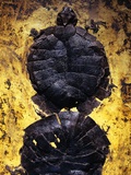 Pair of Freshwater Turtle Fossils