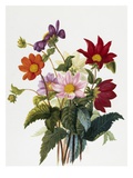 Still Life of Dahlias