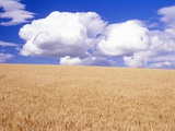 Cumulus Clouds Floating over Wheat Fields