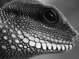 Head of Lizard