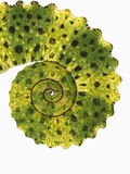 Tail of Meller's Chameleon