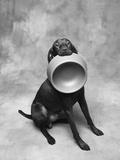 Dog Carrying Food Bowl