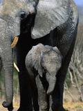 Elephant Mother and Calf