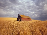 Old Barn Amidst Wheat Field
