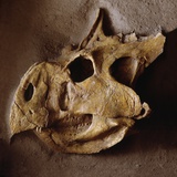 Protoceratops Skull
