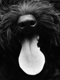 Dog Panting