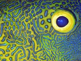 Blue and Yellow Triggerfish Eye