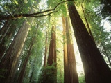Redwood Forest