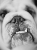 Close Up of Dog's Mouth