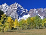 Aspen Trees Before Maroon Peaks