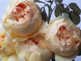 Jude the Obscure Roses