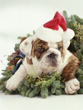 Bulldog Wearing Santa Claus Hat