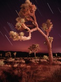 Meteor Trails and Joshua Trees