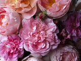 Cottage Rose and Sceptered Isle Roses