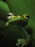 Green Tree Frog in Green Leaves