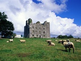 Sheep Grazing near Leamaneagh Castle