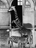 Giraffe Family and Zebra
