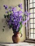 Canterbury Bells