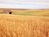 Sprawling Wheat Field