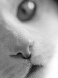 Cat's Mouth
