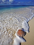 Scallop Shell in the Surf