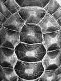Pattern on Turtle's Shell