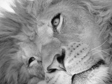 Lion's Face