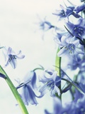Blue Bells
