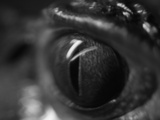 Reptile Eye