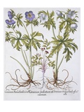 Geranium Muscatum