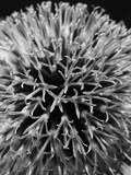 Allium