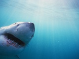 Great White Shark