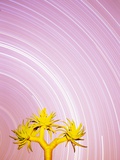 Star Trails and Aloe Tree