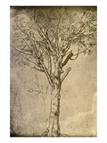 Drawing a Tree by Leonardo da Vinci