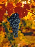 Cabernet Sauvignon Grapes