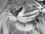 Tiger's Mouth