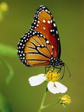 Monarch Butterfly on Flower