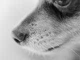 Dog's Nose