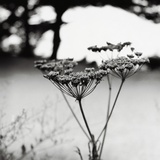 Queen Anne's Lace Flower