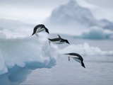 Adelie Penguins Jumping into Ocean