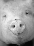 Pig's Nose