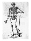 Human Body Skeleton