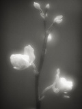 Buds and Flowers