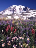 Flowers before Mount Rainier