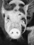 Head of Spotted Pig
