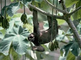 Female Brown-Throated Three-Toed Tree Sloth